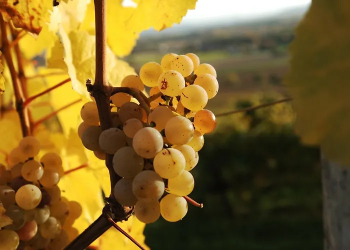 Apartment Prabatsch-aichinger Winzergut *